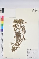 藏品(大戟)的圖片