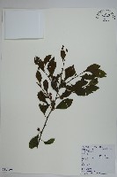 藏品(鼠李冬青、滿樹星)的圖片