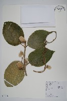 藏品(毛花楊桃)的圖片