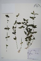 藏品(爵床、六角英)的圖片