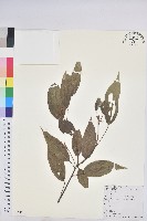 藏品(粗糠柴)的圖片