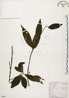 藏品(山胡椒)的圖片