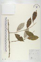 藏品(宜昌胡頹子)的圖片