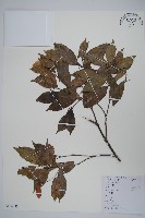 藏品(紅翅槭)的圖片