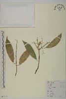 藏品(大果衛矛)的圖片