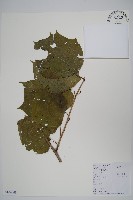 藏品(八角楓)的圖片