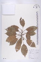 藏品(薯豆)的圖片