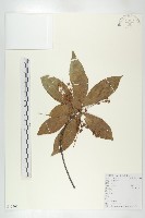 藏品(杜英、山杜英、蘭嶼杜英)的圖片