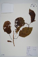 藏品(京梨獼猴桃)的圖片