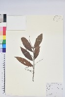 藏品(黃背越橘)的圖片