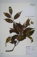 藏品(雷公鵝耳櫪)的圖片