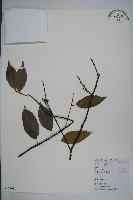 藏品(厚葉冬青)的圖片