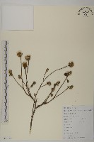 藏品(杓兒菜)的圖片