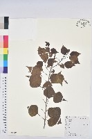 藏品(烏臼)的圖片