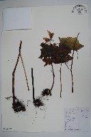 藏品(秋海棠)的圖片