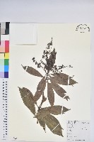 藏品(美麗馬醉木)的圖片