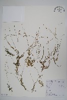 藏品(細葉蘭花參)的圖片