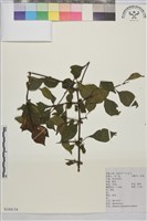 藏品(薄葉鼠李)的圖片