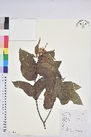 藏品(扛香藤)的圖片