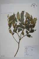 藏品(長葉野扇花)的圖片