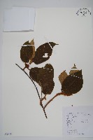 藏品(棕毛獼猴桃)的圖片