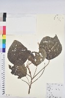 藏品(小果野桐)的圖片