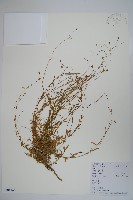 藏品(細葉蘭花參)的圖片