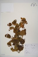 藏品(南方莢迷)的圖片