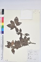 藏品(馬銀花)的圖片