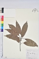 藏品(青剛櫟、鐵椆)的圖片