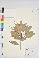 藏品(金毛石櫟)的圖片