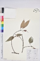 藏品(粗糠柴)的圖片