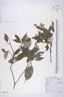 藏品(頭狀四照花)的圖片