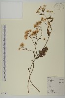 藏品(山白蘭)的圖片