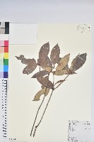 藏品(鹿角杜鵑、西施花、青紫木)的圖片