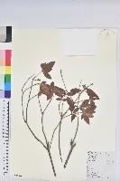 藏品(馬銀花)的圖片