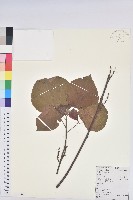 藏品(紅背山麻桿)的圖片