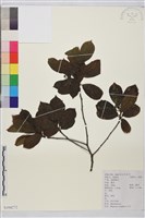 藏品(鈍齒鼠李)的圖片