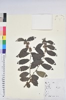 藏品(紅毛饅頭果)的圖片