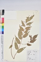 藏品(滿山香)的圖片