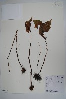 藏品(秋海棠)的圖片