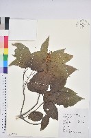 藏品(扛香藤)的圖片