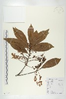 藏品(杜英、山杜英、蘭嶼杜英)的圖片