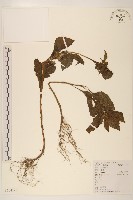 藏品(野茼蒿)的圖片