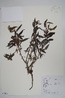 藏品(小花倒提壺)的圖片