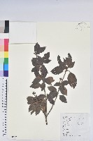 藏品(馬銀花)的圖片