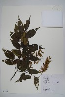 藏品(雷公鵝耳櫪)的圖片