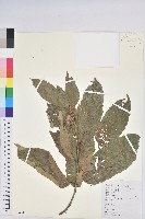 藏品(板栗)的圖片