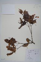 藏品(紅翅槭)的圖片