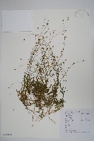 藏品(細葉蘭花參)的圖片